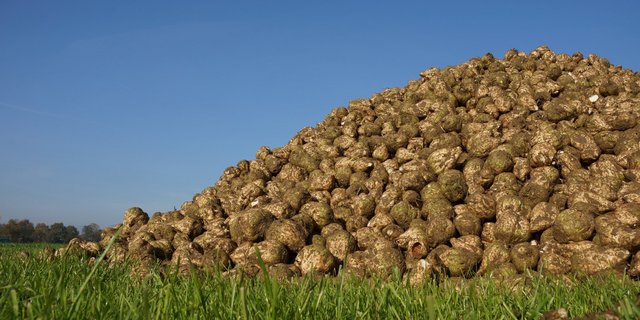 Die erste Kampagnenwoche zeigt einen überraschenden Anstieg der Zuckergehalte.  (Symbolbild BauZ)