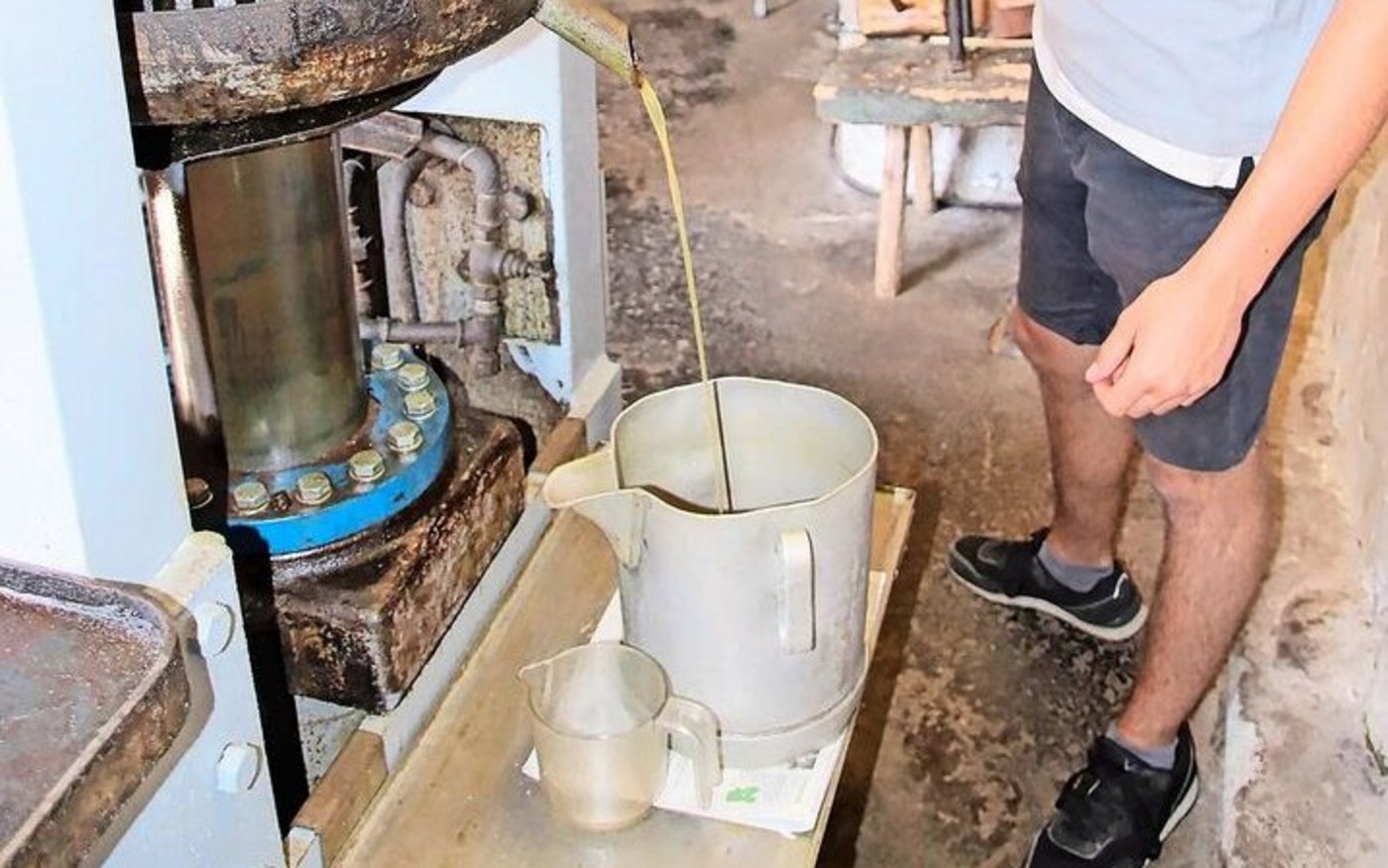 Lukas Spalinger beurteilt die Qualität des goldgelben Nussöls, welches aus dem Presszylinder fliesst.