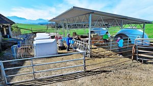 Rund 1000 Mastkälber wurden in extra dafür konzipierten Freiluftställen gehalten. Die Forschungsergebnisse waren erfreulich.       