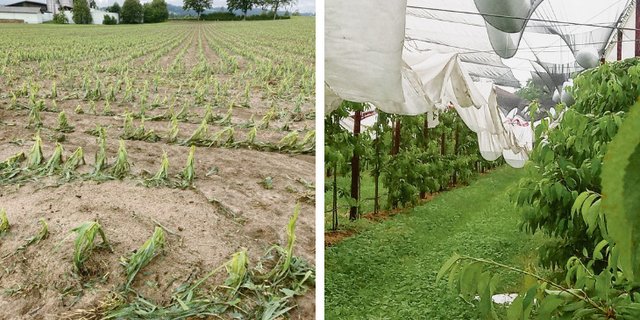 Auch im Kanton Luzern gab es grosse Unwetterschäden in der Landwirtschaft: zerhackter Mais bei Hellbühl. (Bild links Markus Kretz) Zerfetzte und mit Hagelkörnern gefüllte Regen- und Hagelschutznetze auf dem Sternenhof in Baar. (Bild rechts Cornel Andermatt)