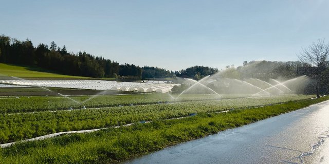 Neben gesetzten Gemüsekulturen müssen heuer auch schon die gesäten bewässert werden. (Bild akr)