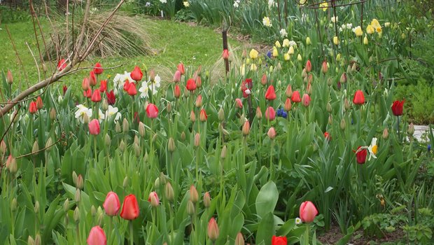 Für andauernde Freude: Mischungen von bewährten Arten und Sorten mit verschiedenen Blütezeiten.	(Bilder Ruth Bossardt)