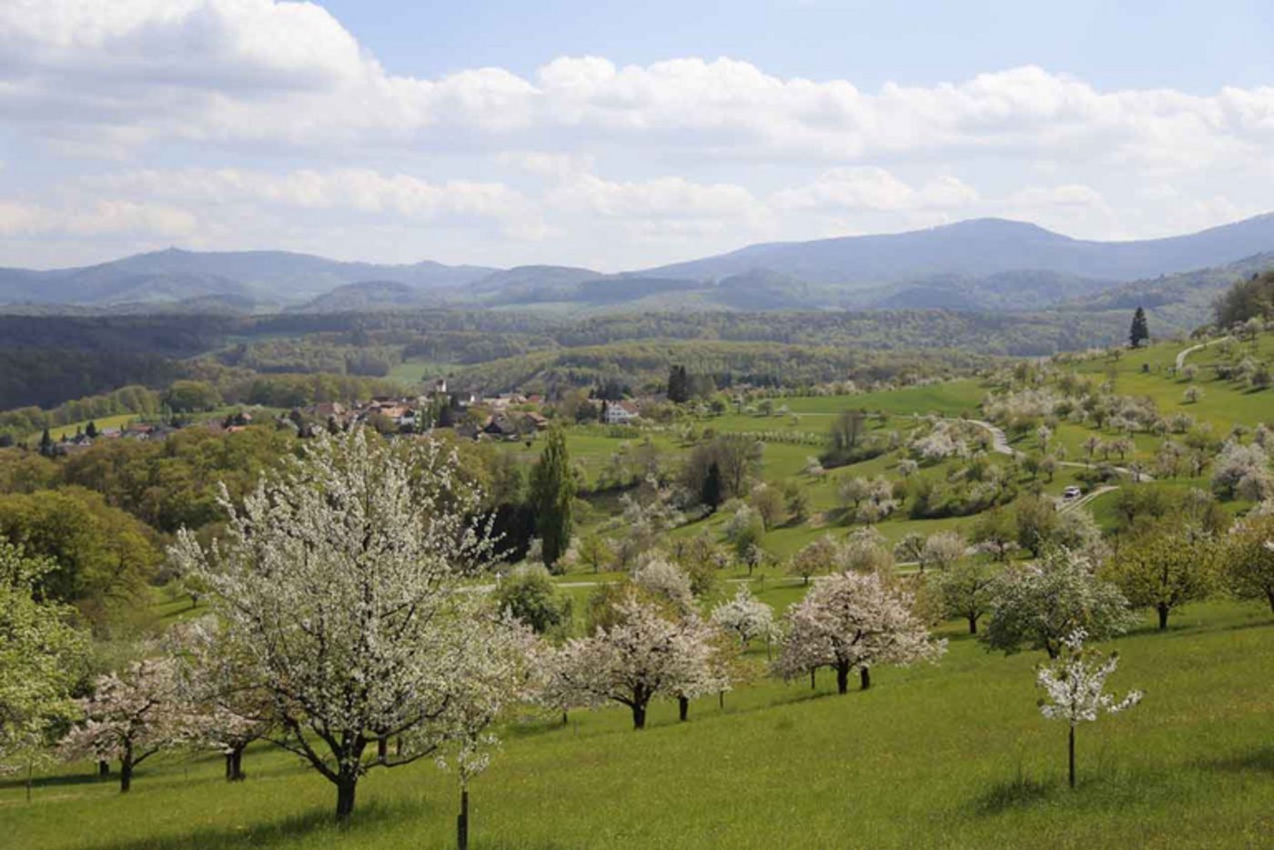 Bildschön: Eine Landschaft voller Hochstammbäume. (Bild lid)