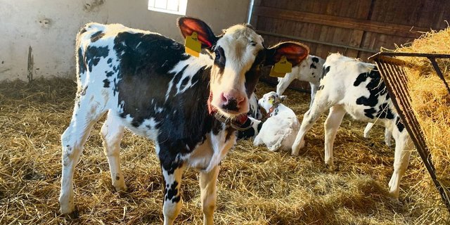 Während die Kuhkälber im Kälberschuppen via Transponder und Automaten gefüttert werden (im Bild), sind die Bullenmastkälber in der Aussenhütte und werden an der Milchbar gefüttert.