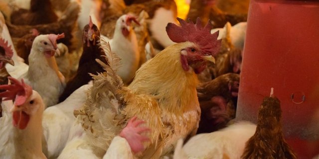 In der Schweiz überwinternde Zugvögel könnten die Vogelgrippe auf einheimisches Nutzgeflügel übertragen. (Bild BauZ)