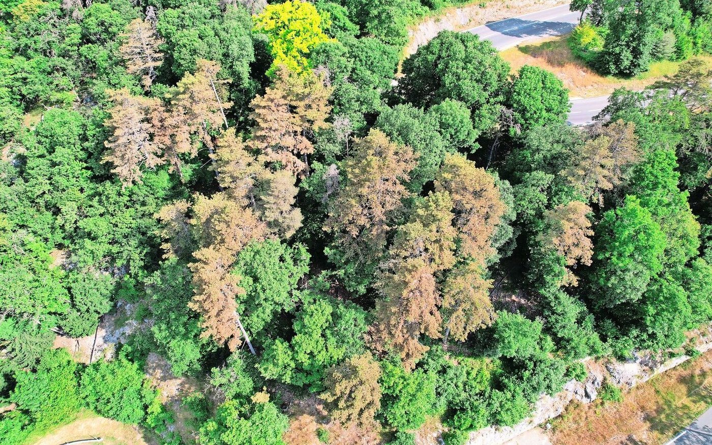 Starke Saugschäden an Schwarzföhren im Waadtländer Jura, verursacht durch die Kiefernblutzikade.