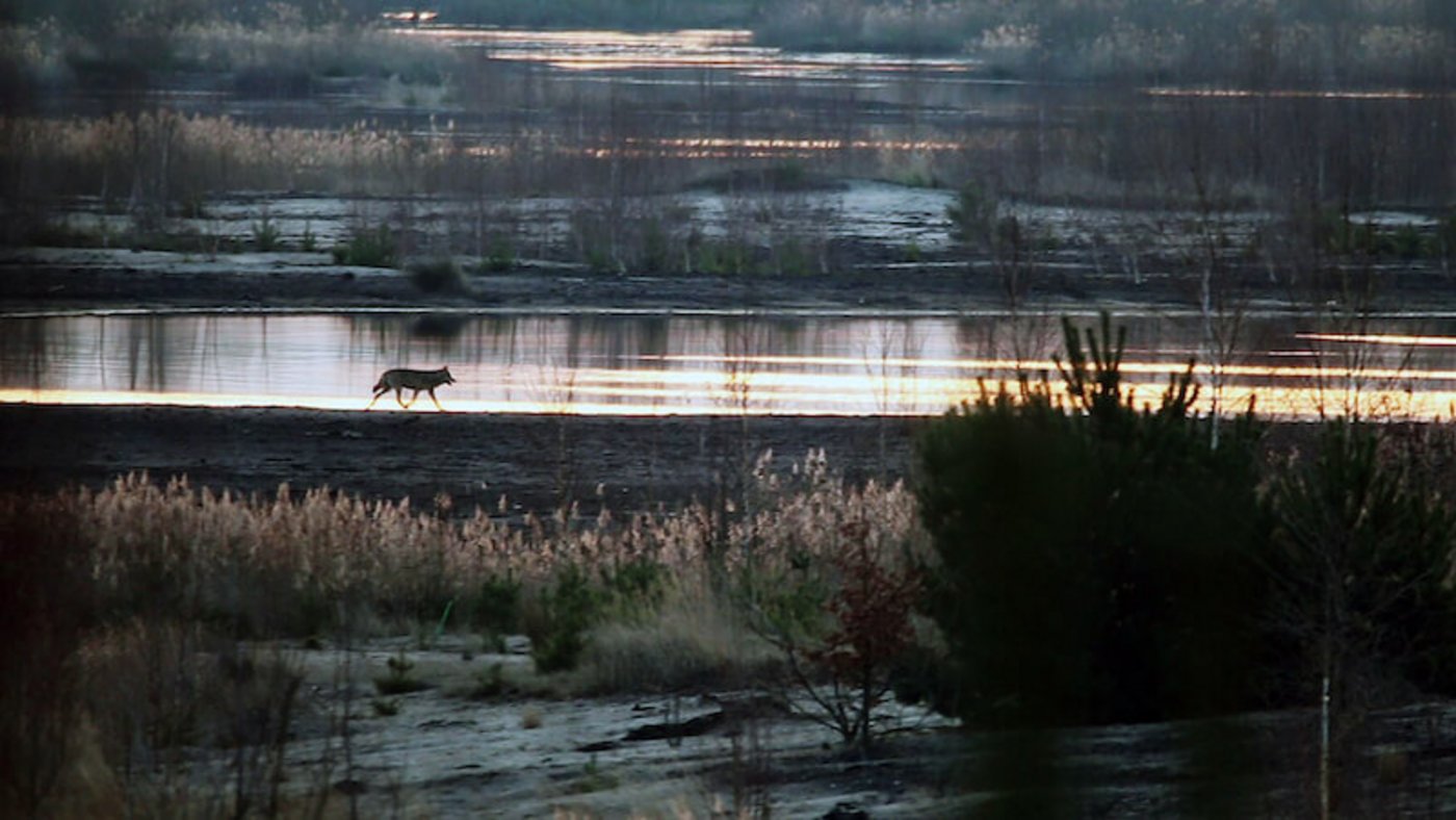 Seinen ersten wilden Wolf hat Thomas Horat an einem Dezembermorgen 2016 im polnischen Lausitz beobachtet. 