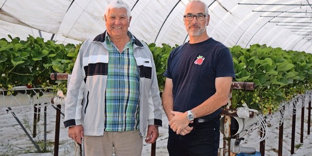Anton Wieland (l.) in Märstetten war einer der ersten Erdbeerproduzenten in der Ostschweiz. Sohn Thomas führt den Pilgerhof in zweiter Generation und produziert ausschliesslich Beeren.