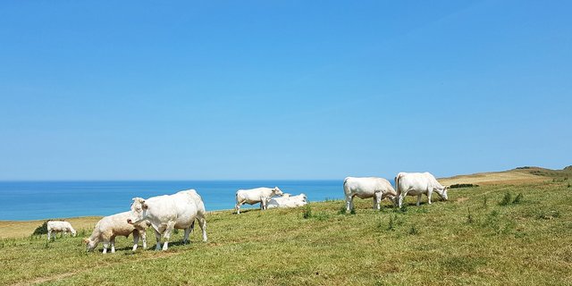 Kühe in der französischen Normandie. (Bild Pixabay)