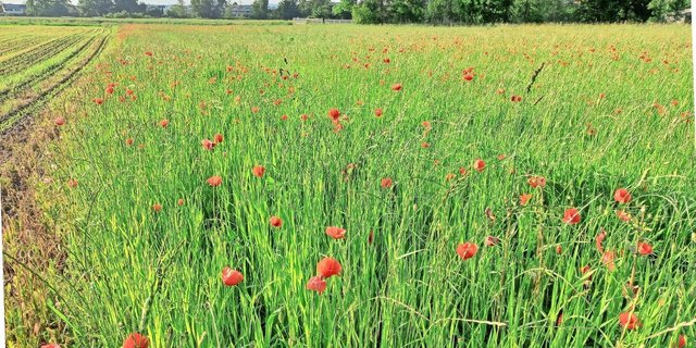 Klatschmohn enthält giftige Wirkstoffe, einige davon sind immer noch unbekannt. Auch im Dürrfutter ist der Mohn toxisch, allerdings nur nach Aufnahme grosser Mengen.