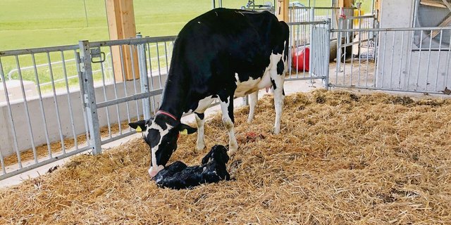 75 % der Gesundheitsprobleme treten innerhalb eines Monat nach dem Kalben auf.
