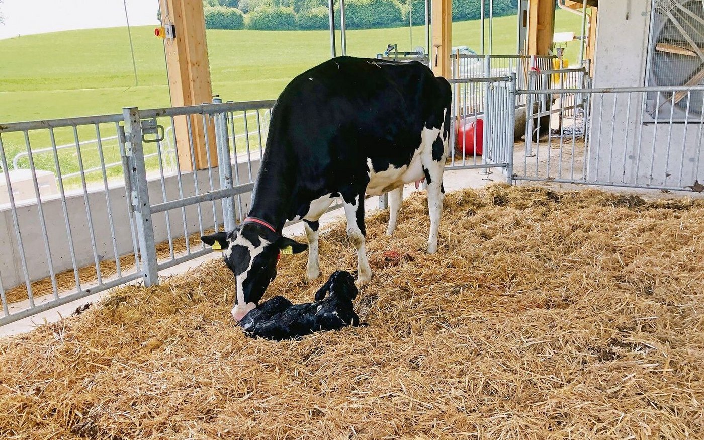 75 % der Gesundheitsprobleme treten innerhalb eines Monat nach dem Kalben auf.