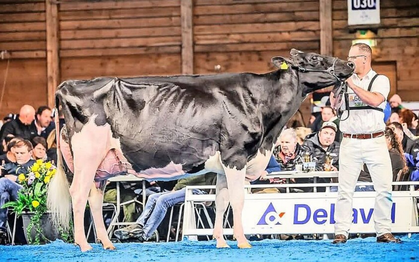 Sie gewann souverän die Holsteinschau: Longeraie Armagedon Gentiane von Nicolas Tomare aus Treyvaux.  