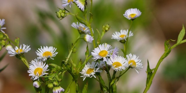 Berufkraut vermehrt sich unglaublich schnell. (Bild Manfred Richter/Pixabay)