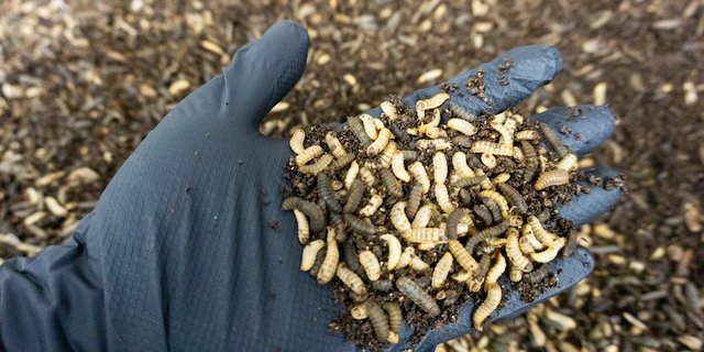 Die Schwarze Soldatenfliege (im Bild die Larven davon) gilt als besonders anspruchslos und robust. (Bild Farminsect)