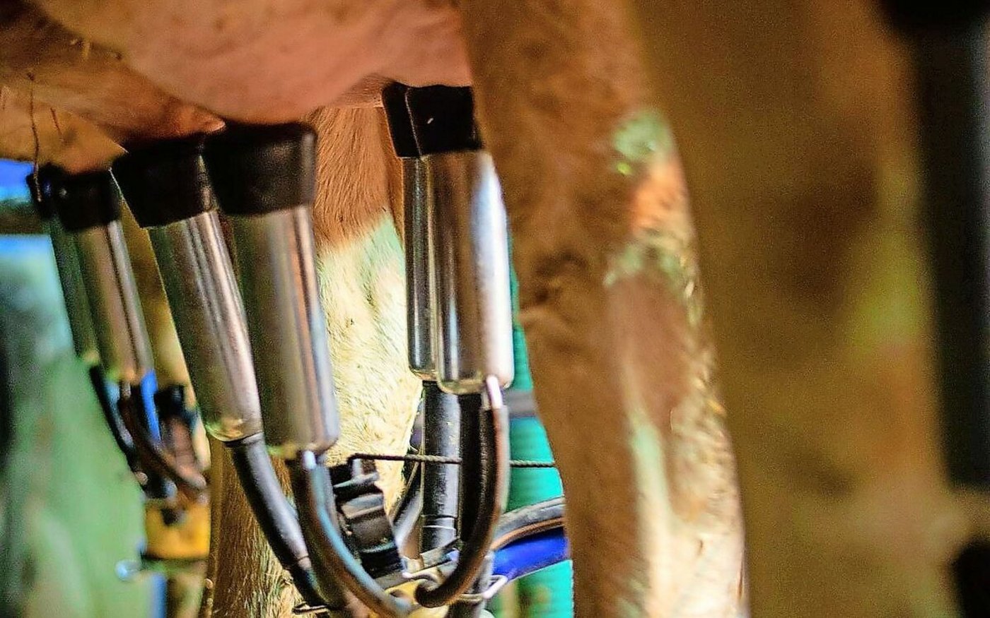 Das gute Futter ist schuld: Die Milcheinlieferungen sind seit ein paar Monaten zu hoch. Der Markt kann die Menge nicht schlucken. Die Milchproduzenten sollen jetzt weniger melken.   