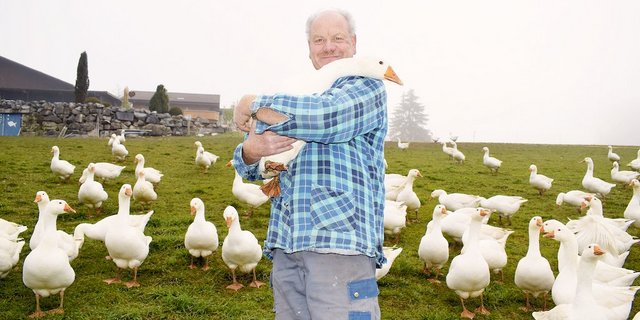Ueli Niederhauser arbeitet auf seinem Betrieb gegen das schlechte Image der Gänsemast und zeigt, dieser Weihnachtsbraten darf mit gutem Gewissen gegessen werden. (Bilder BauZ/Daniela Joder)