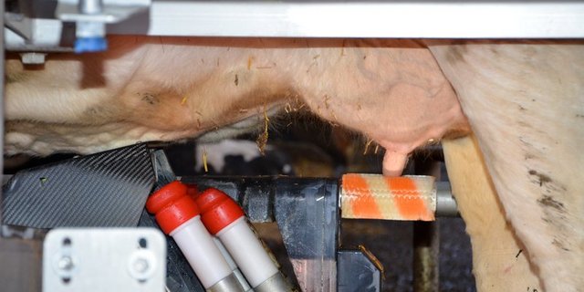 Die Bauern werden gemolken und schikaniert. (Bild Aline Küenzi)