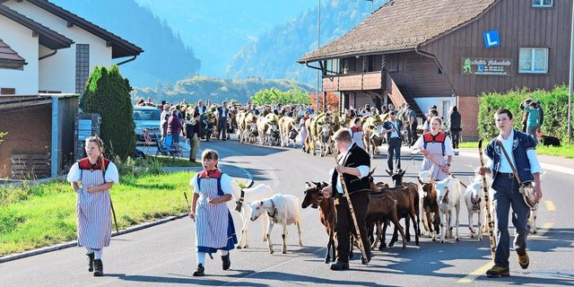 Eindrücklich der Alpabzug von Fabio Egger, Alp Chännel-Gantrisch, Ladera.