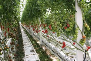 Erstmals Jordanvirus bei Schweizer Tomaten – So schützen Sie Ihr Gewächshaus In Gewächshäusern können sich Schädlinge und Krankheiten schnell ausbreiten. Hygienemassnahmen sind insbesondere bei Quarantäneorganismen wichtig. (Bild BauZ / Andrea Wyss)