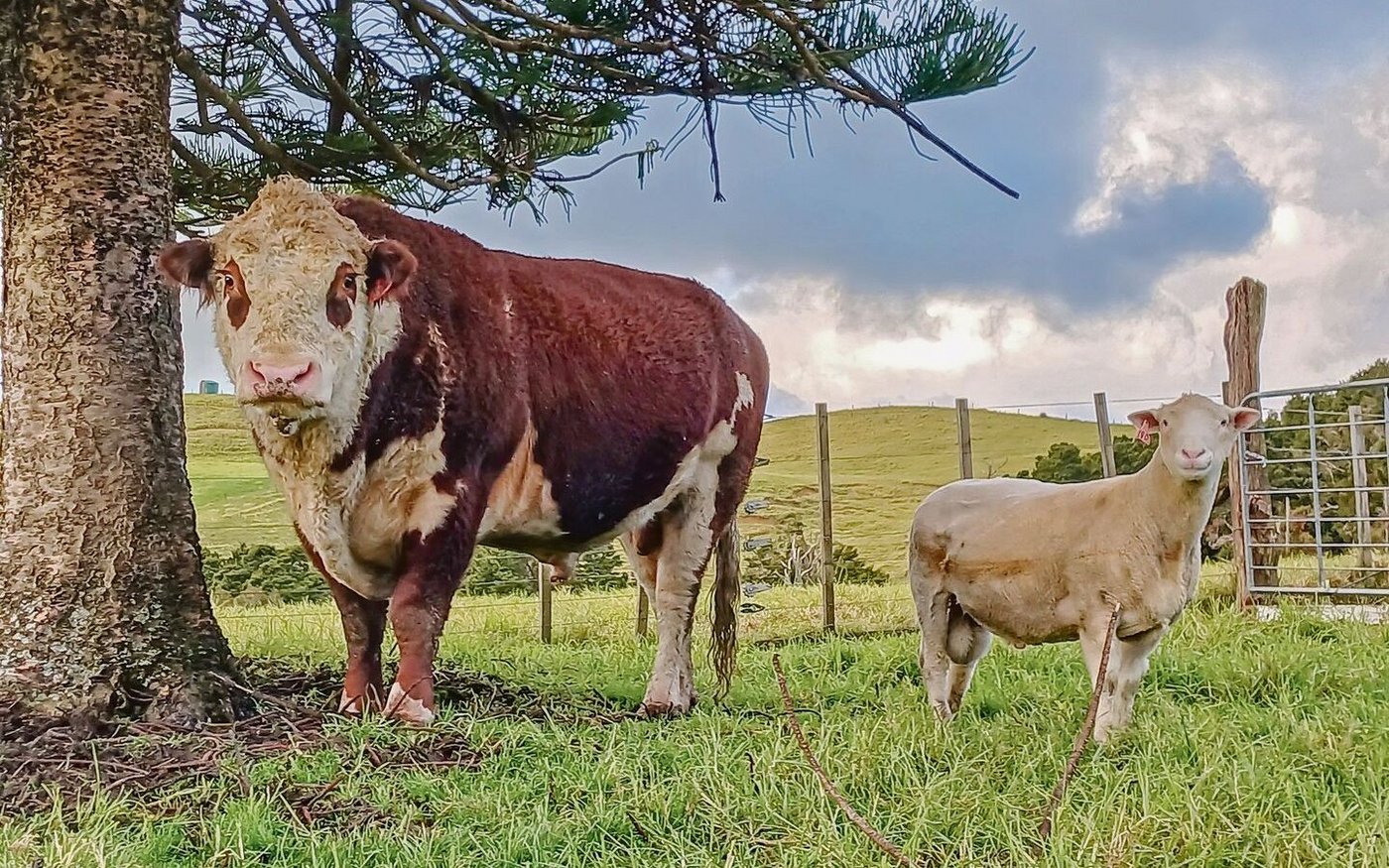 Zwei dicke Freunde werfen sich in beste Fotopose. Beni Aeschbach hält den Widder selbst, den Muni leiht er von seinem Nachbarn aus.