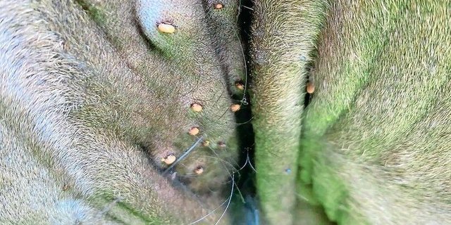 Diese im Berner Jura auf einer eher nassen Weide lebende Angus-Mutterkuh ist übersät mit Zecken. 