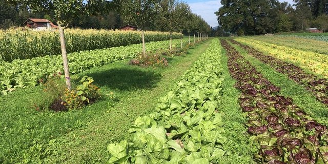 Agroforst-Systeme bieten für diverse Vogel-, Insekten- und Reptilienarten neue Habitate. Im Bild Obstbäume kombiniert mit Gemüsebau. (Bild Bernhard Hänni)