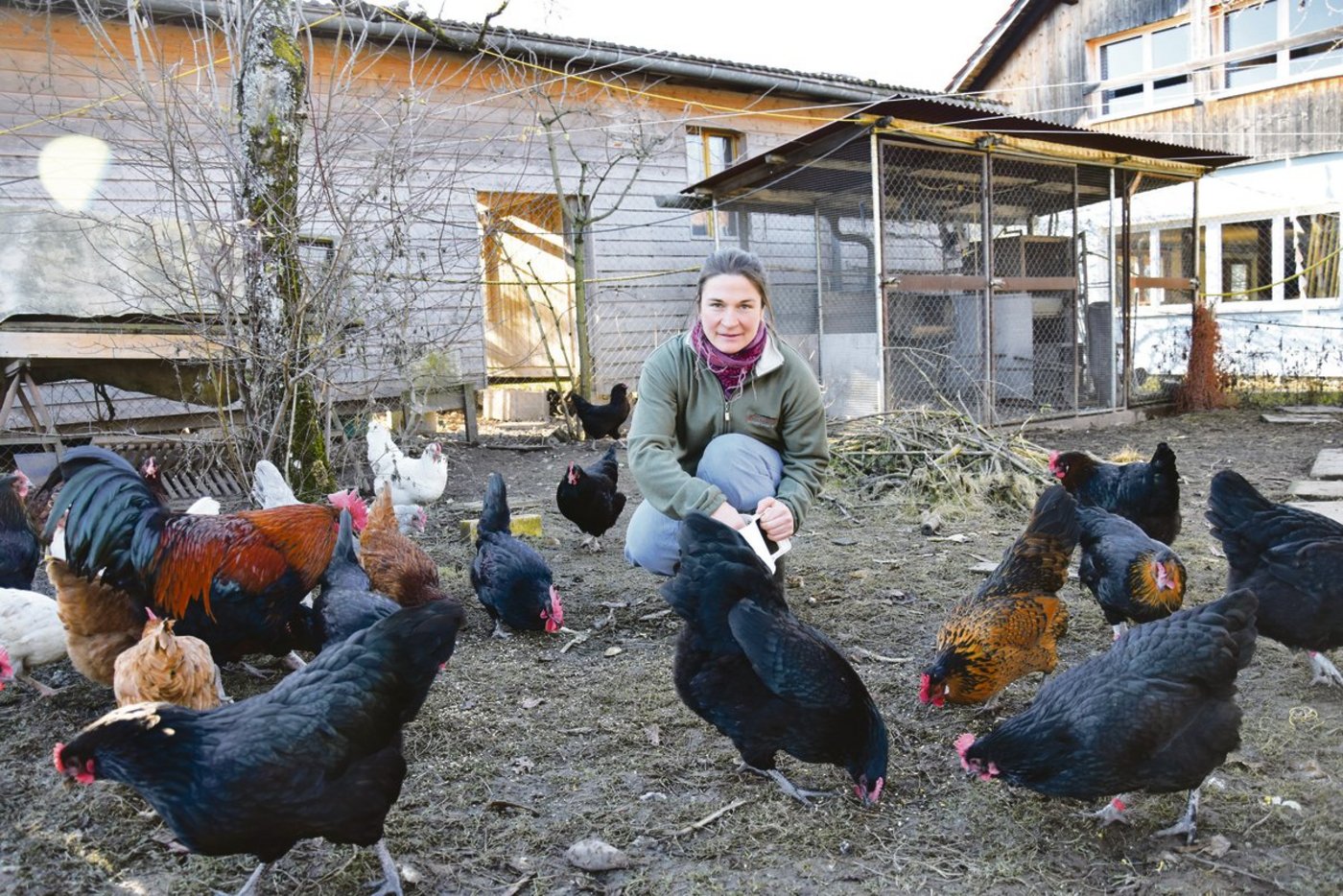 «Ich wohne mit den Hühnern», sagt Eliane Rüscher. Vielleicht sind die Damen so zutraulich, weil sie direkt um und unter Rüschers Häuschen weiden.(Bild noe)