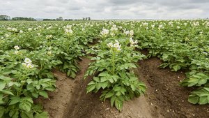 Schweizer Kartoffeln wird es immer brauchen, allerdings haben sich die Ansprüche der Konsumenten verändert. Damit sind die Zeiten vorbei, als der Landwirt reiner Rohstoffproduzent war.