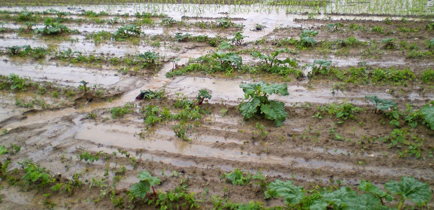 Durch Abschwemmung und Erosion gelangen Pflanzenschutzmittel in Gewässer. Um das zu vermeiden, müssen gefährdete Parzellen erkannt werden können. (Bild N. Konz/ Amt für Umweltschutz und Energie BL)