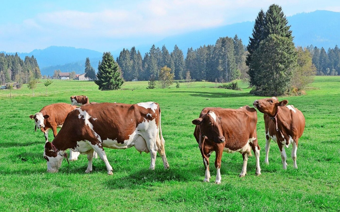Wie die Blauzungenkrankheit wird auch EHD über Gnitzen übertragen, welche vorwiegend in den wärmeren Monaten aktiv sind. 