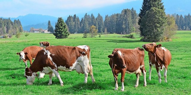 Wie die Blauzungenkrankheit wird auch EHD über Gnitzen übertragen, welche vorwiegend in den wärmeren Monaten aktiv sind. 