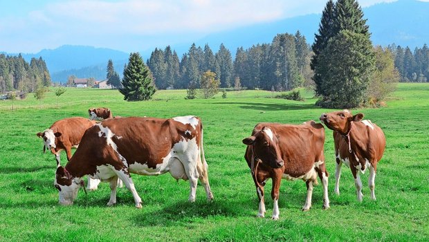 Wie die Blauzungenkrankheit wird auch EHD über Gnitzen übertragen, welche vorwiegend in den wärmeren Monaten aktiv sind. 