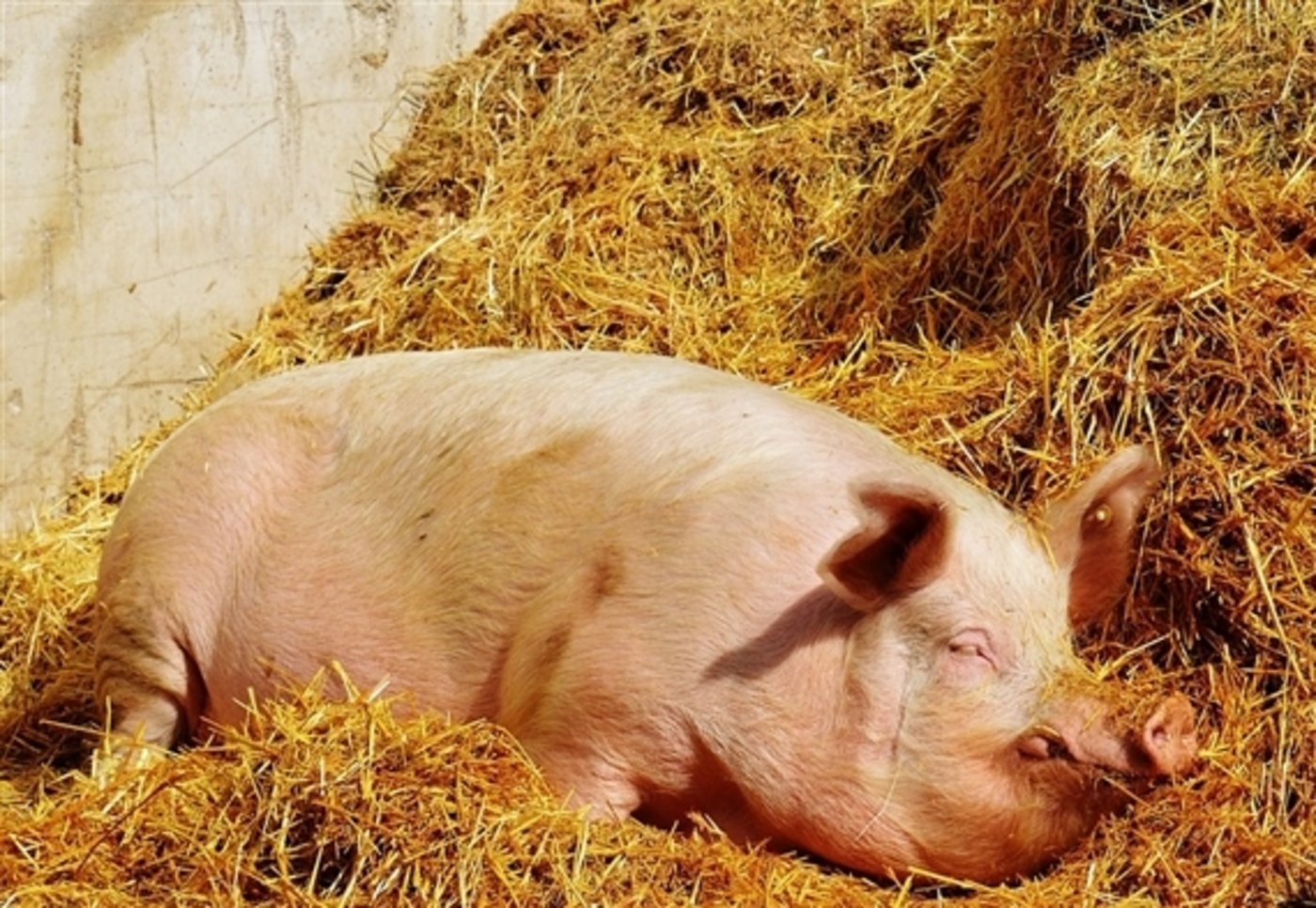 Bei den Schweinepreisen tut sich nichts. (Bild Pixabay)