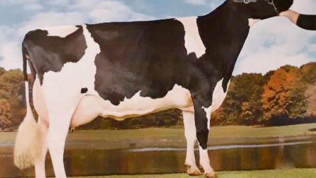 GS Alliance Gold Chip Aliyah hat zur Freude ihres Besitzers bereits vier Kuhkälber zur Welt gebracht. (Bild KeLeKi)