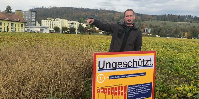 Lars Nyffenegger zeigt eine kümmerliche Rübe aus seiner Nullparzelle, die von der Borstenhirse dominiert wird. Auch beim Bauern aus Worben BE wütet die Viröse Vergilbung in den Zuckerrüben. (Bilder BauernZeitung/Jeanne Woodtli)
