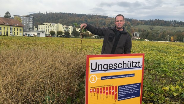 Lars Nyffenegger zeigt eine kümmerliche Rübe aus seiner Nullparzelle, die von der Borstenhirse dominiert wird. Auch beim Bauern aus Worben BE wütet die Viröse Vergilbung in den Zuckerrüben. (Bilder BauernZeitung/Jeanne Woodtli)