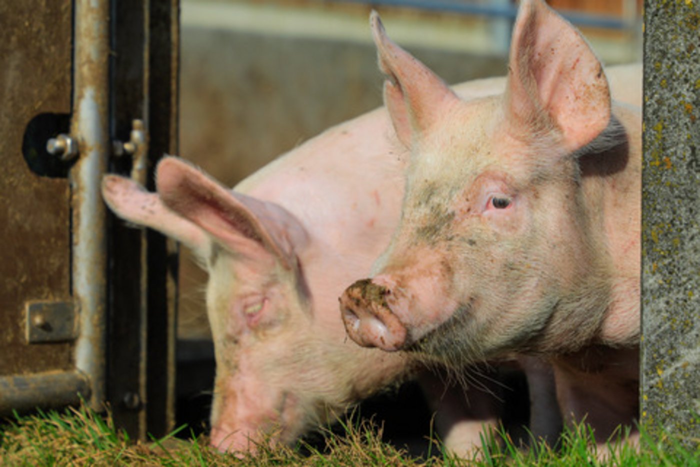 Wenn männliche Ferkel gar nicht zu Ebern werden, sondern ihr Leben lang vorpupertär bleiben, müssen sie nicht kastriert werden. (Bild BauZ)