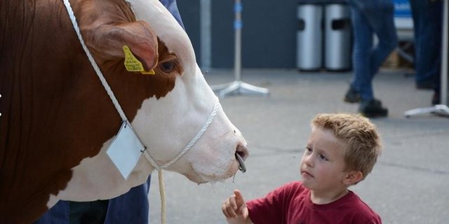 Nach einem sonnigen und erfolgreichen Dienstag startet der Zuchtstiermarkt in Thun in den zweiten Tag. (Bild sb)