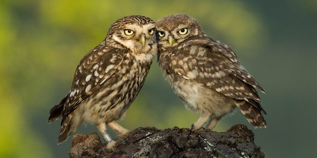 	 Immer öfter kann man dieses Bild in der Schweiz beobachten: ein erwachsener Steinkauz (links) kümmert sich um einen Jungvogel (rechts). (Bild Martin Becker)