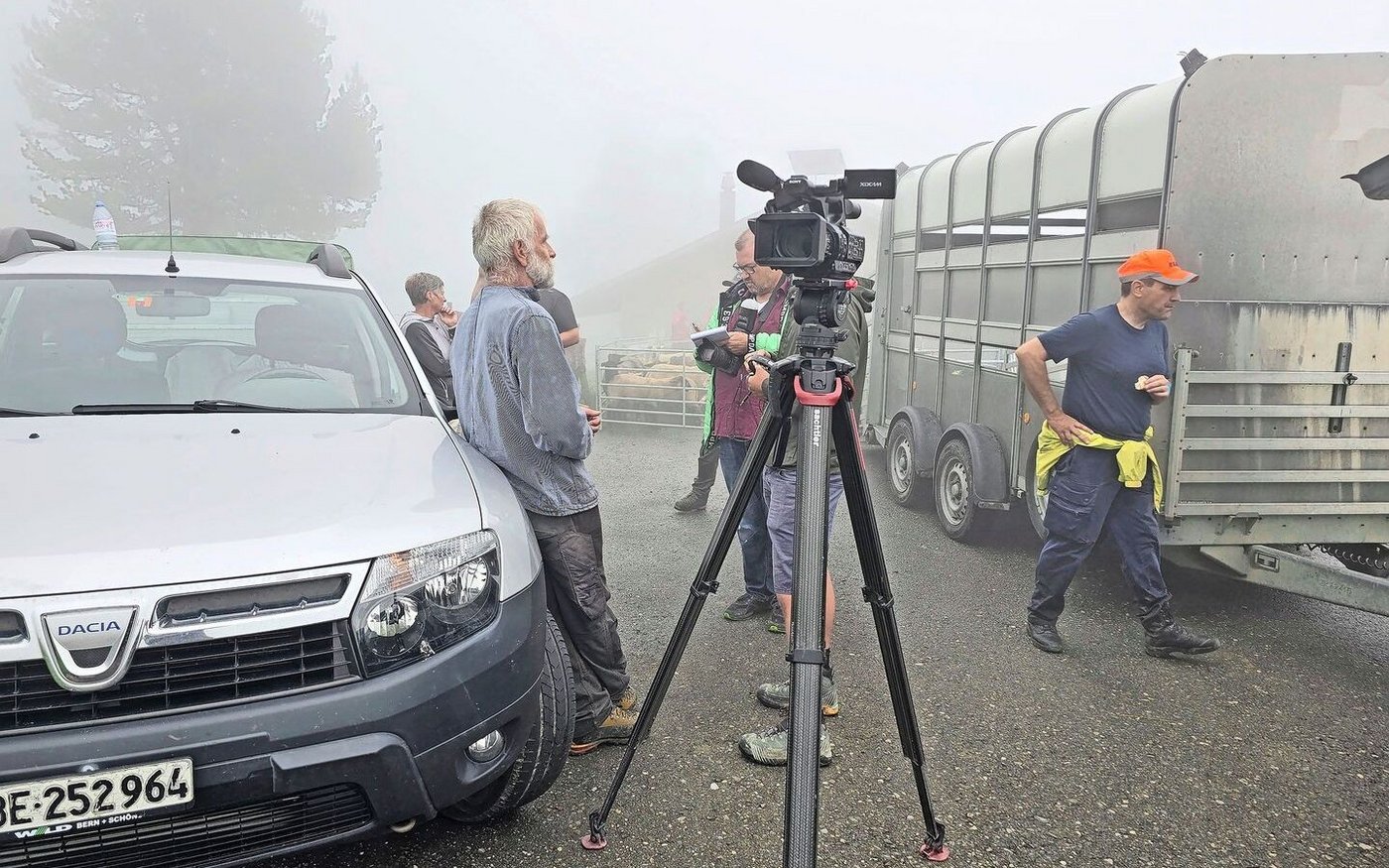 Ein schwieriger Tag für alle Beteiligten: Andreas Grossen (links) gibt die Schafe frühzeitig zurück ins Tal. Ein Luchs hat sie trotz Vergrämungsversuchen fast täglich angegriffen.