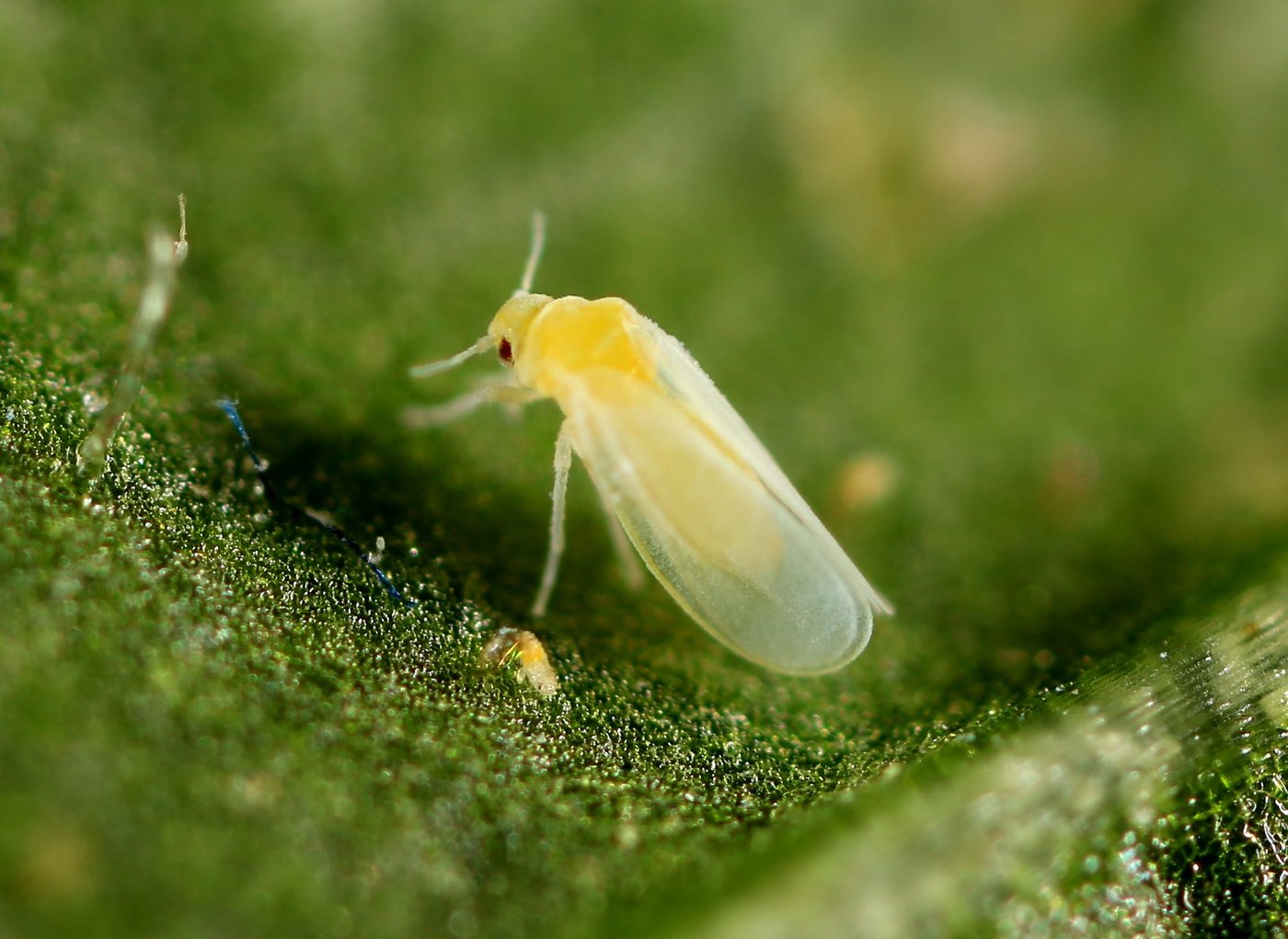 Die Baumwoll-Weisse Fliege tritt in Europa in Gewächshäusern auf. (zVg)