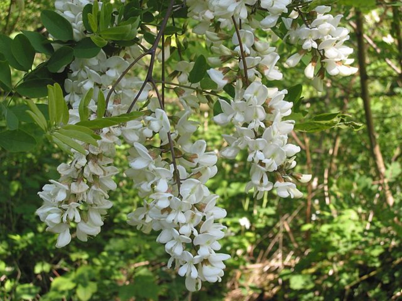 Die Blüten der Robinie zeigen, dass es sich um eine Leguminose handelt. Der Baum hat Stacheln an den Trieben sowie feine zusammengesetzte Blätter. (Bild Wikipedia/Rasbak)