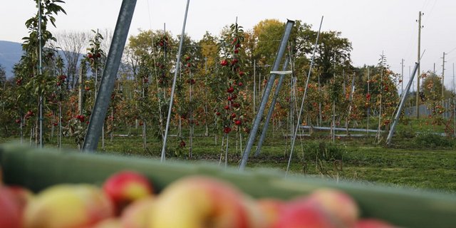 Schon vor der Ernte können Äpfel mit Fruchtfäule-Pilzen infiziert werden. (Symbolbild lid/ji)