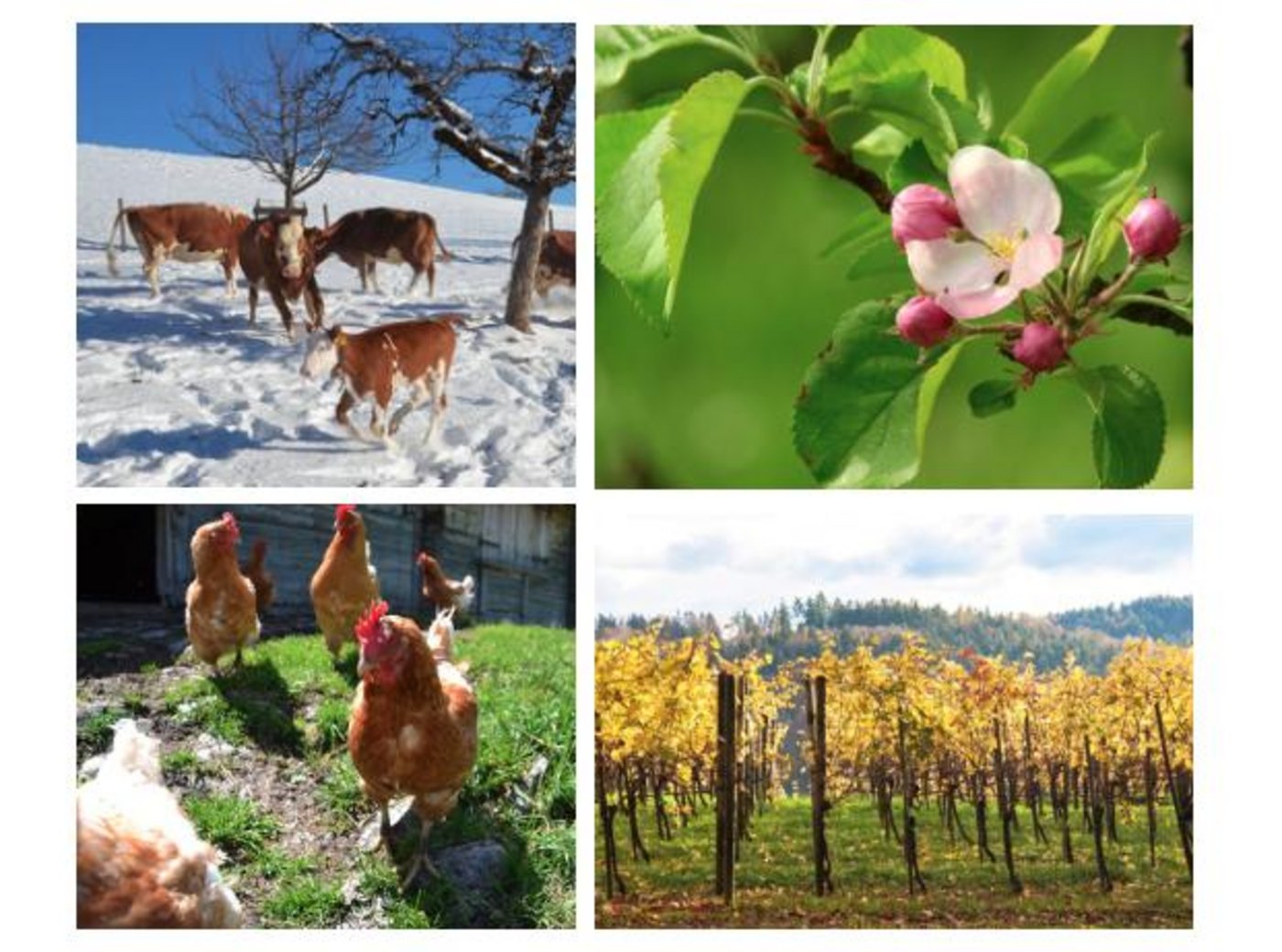 Landwirtschaft ist eine Arbeit im Rhythmus der Jahreszeiten. (Bilder BauZ/Pixabay)