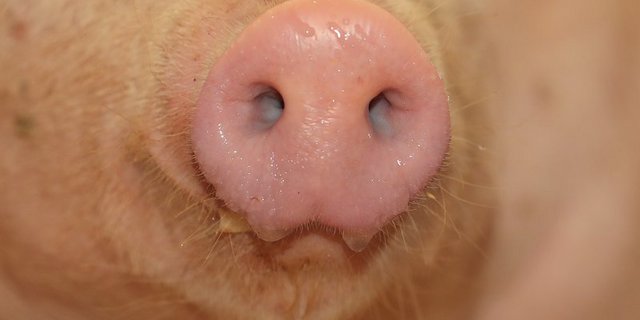 Bei der Fütterung kann man einiges richtig machen. (Symbolbild Peter Röthlisberger)