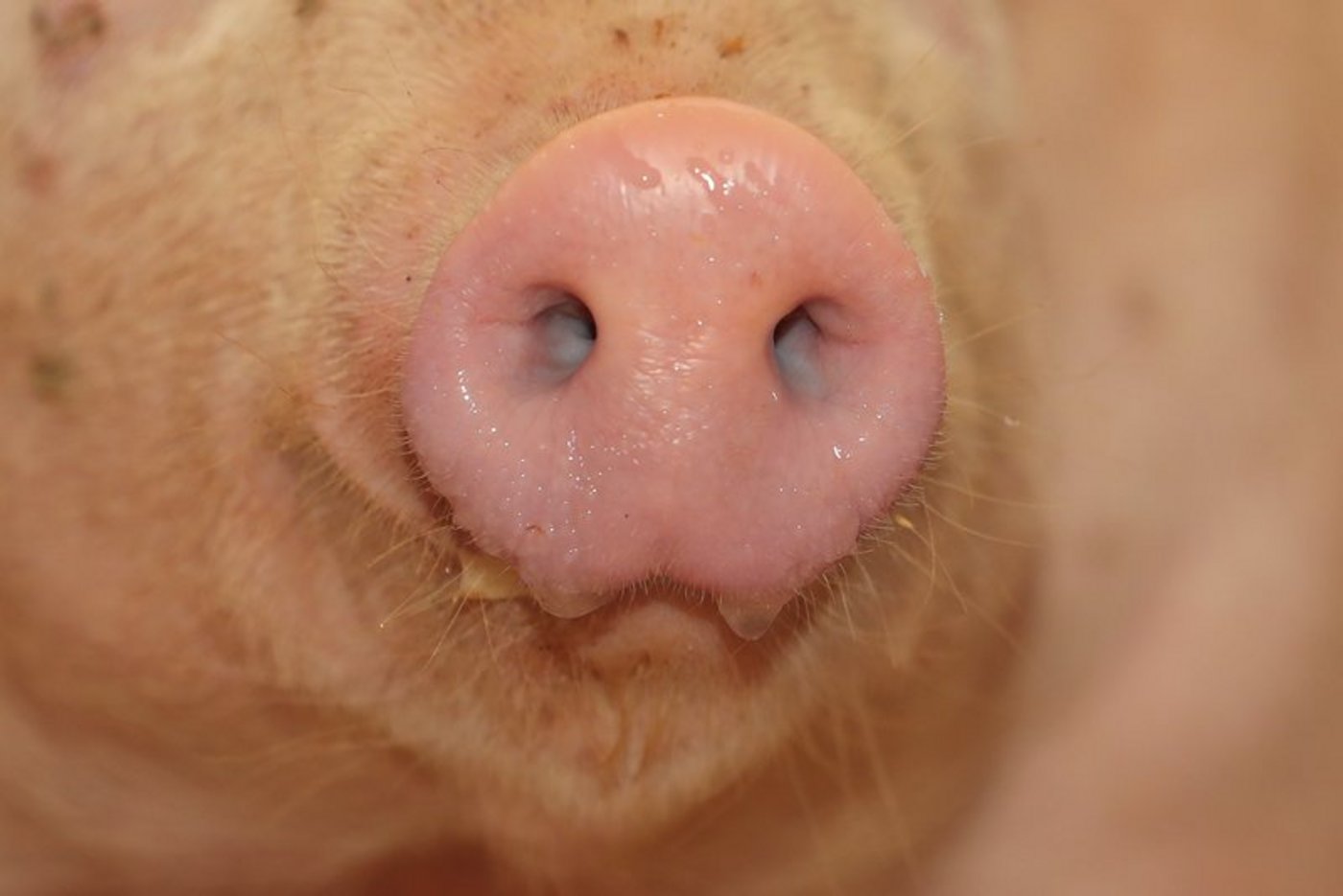 Bei der Fütterung kann man einiges richtig machen. (Symbolbild Peter Röthlisberger)