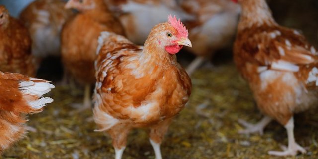 Bei Mastpoulets sei die Entwicklung im Bereich der tierfreundlichen Produktion «höchst problematisch», so der STS. Ausser Coop führ kaum jemand entsprechende Produkte überhaupt im Sortiment. (Bild Peter Röthlisberger / BauZ)