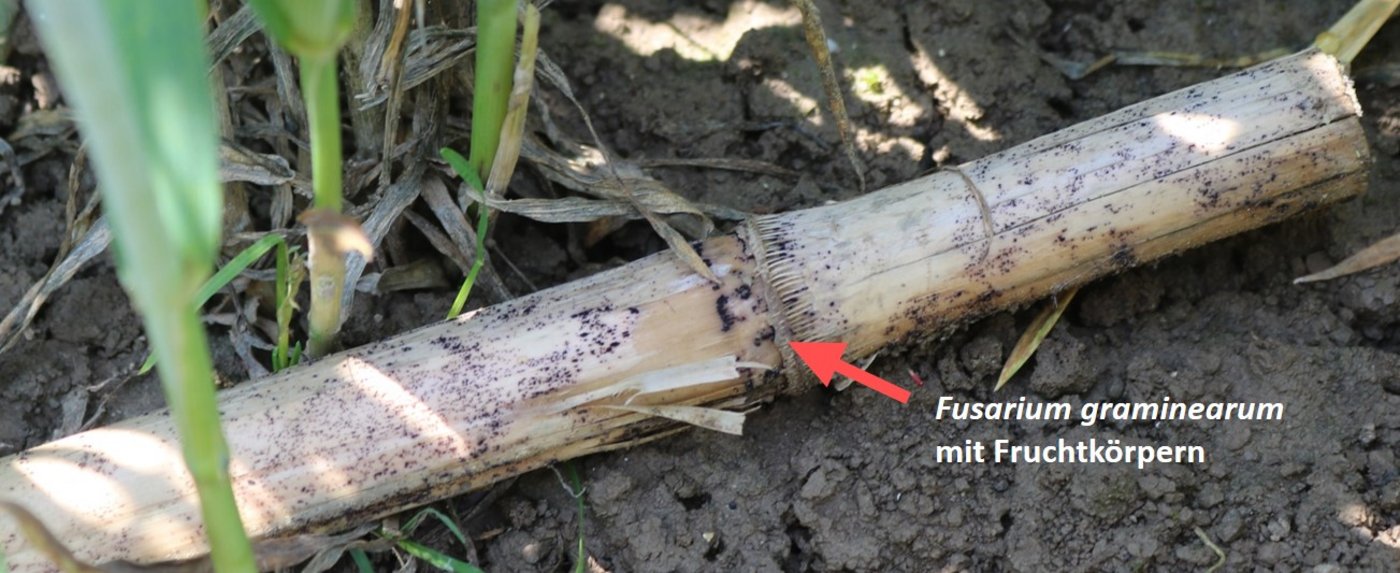 Infizierter Maisstängel mit dem Schaderreger Fusarium graminearum. (Bilder Alejandro Gimeno, Agroscope)