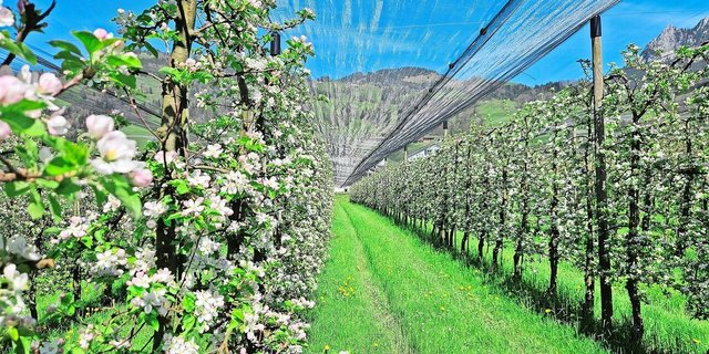 Die Obstblüte ist in diesem Jahr sehr früh und lässt auf eine gute Ernte schliessen. Das kann sich aber noch ändern.  